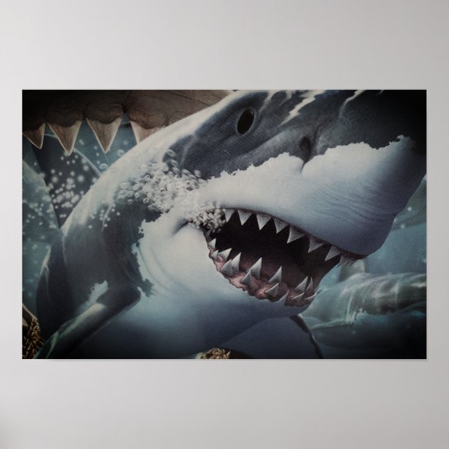 Shark Poster (Front)