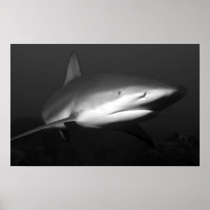 shark poster