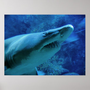 Shark Poster