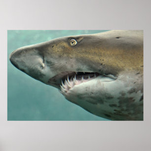 Shark Rows of Teeth poster