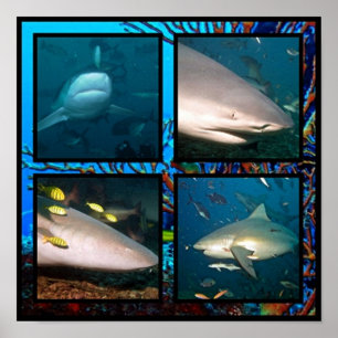 Shark scenes collage Poster