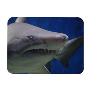 Shark Stare, Shark Swimming, Face Close-up  Magnet