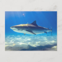 Shark Swimming Blue Ocean Water