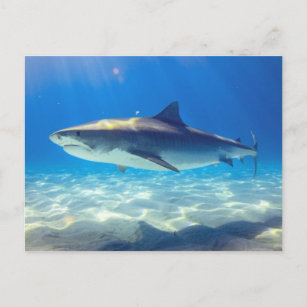 Shark Swimming Blue Ocean Water Postcard