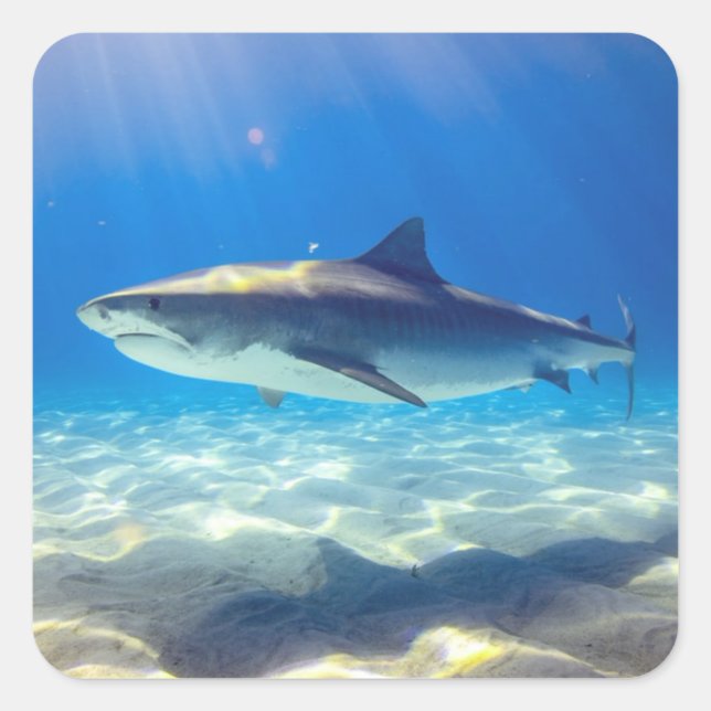 Shark Swimming Blue Ocean Water Square Sticker (Front)