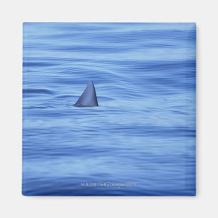 Shark swimming in ocean water magnet