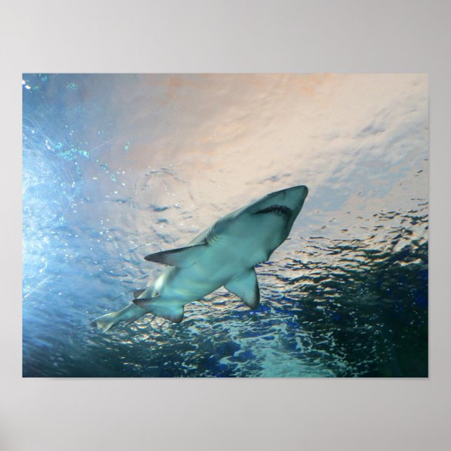 Shark swimming overhead in blue water poster (Front)