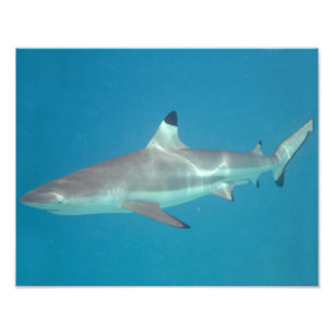 Shark swimming underwater photo print