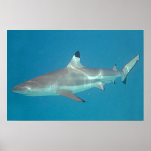 Shark swimming underwater poster