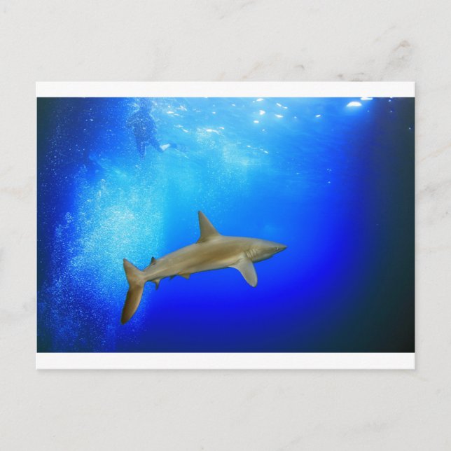 Shark underwater deep blue ocean postcard (Front)