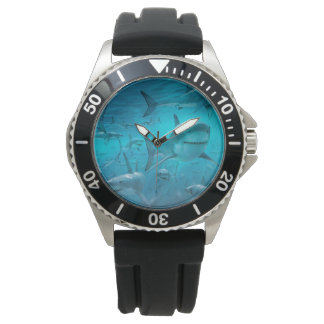 shark watch