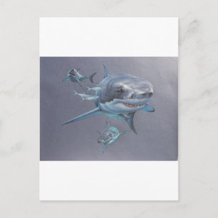 Sharks at Bay Postcard