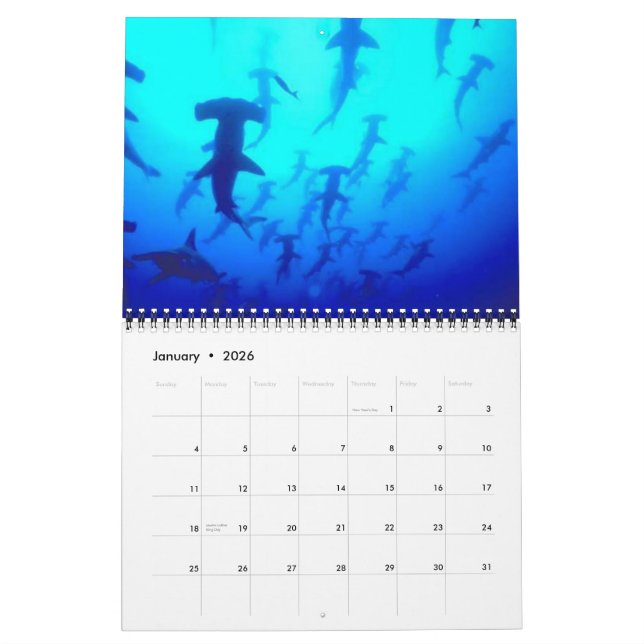 Sharks Calendar 2013 (Jan 2026)