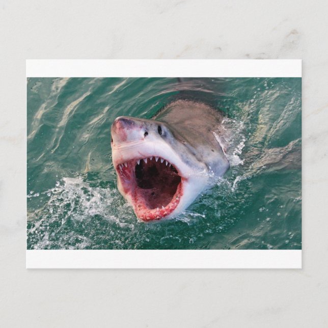 Sharks Coming Out Off The Ocean Postcard (Front)