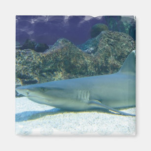 Sharks in Coral Reef Magnet