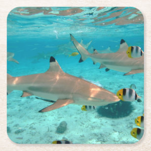 Sharks in the Bora Bora lagoon coaster