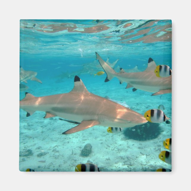 Sharks in the Bora Bora lagoon magnet (Front)