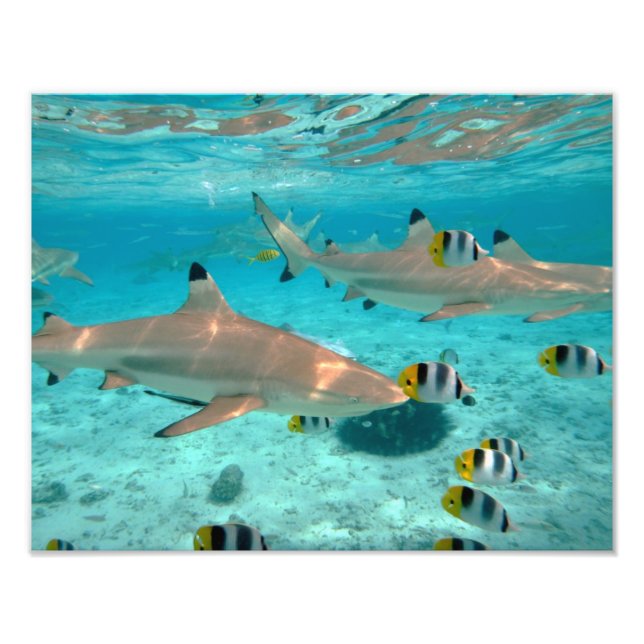 Sharks in the Bora Bora lagoon Photo Print (Front)