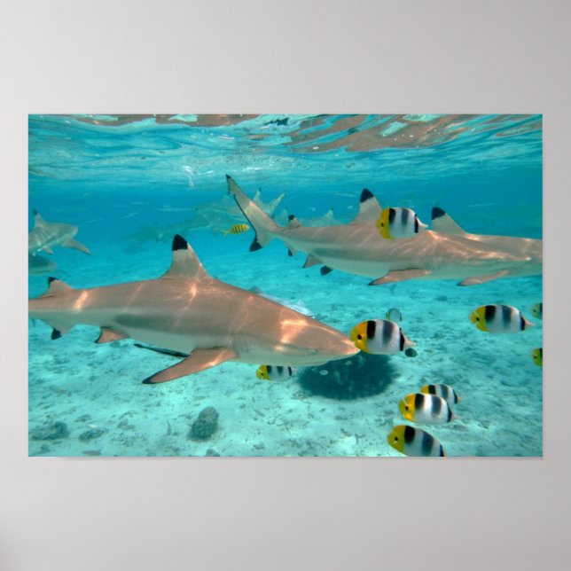 Sharks in the Bora Bora lagoon poster (Front)
