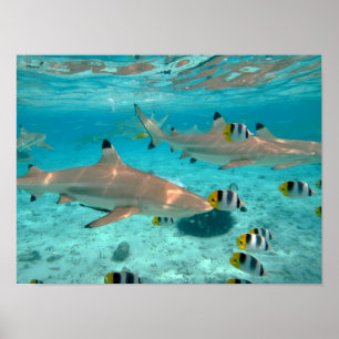 Sharks in the Bora Bora lagoon poster