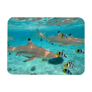 Sharks in the Bora Bora lagoon rectangular magnet