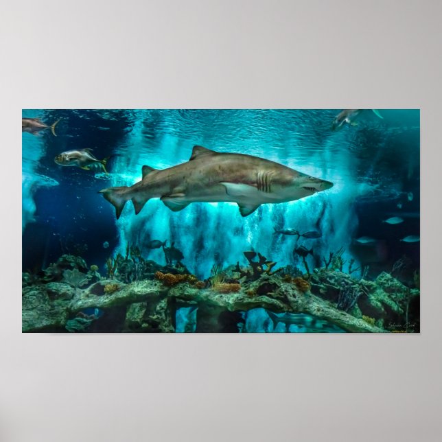 Sharks on the Prowl Poster (Front)