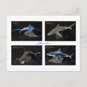 Sharks Postcard