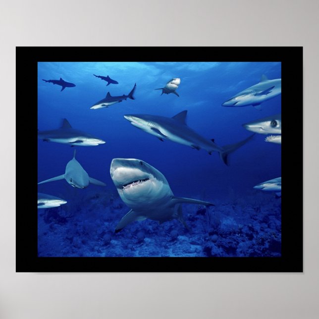 Sharks Poster (Front)