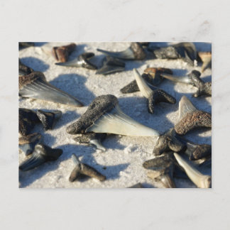 Shark's Tooth Postcard
