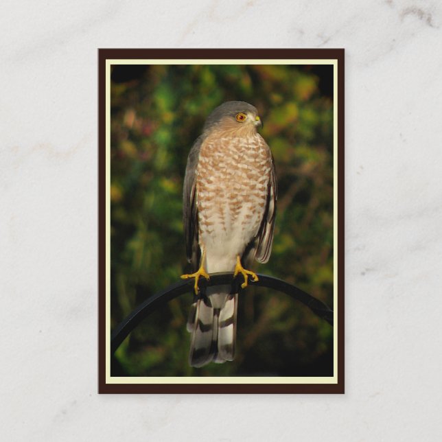 Sharp-Shinned Hawk ATC Business Card (Front)