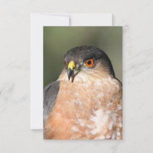 Sharp Shinned Hawk Blank Notecard