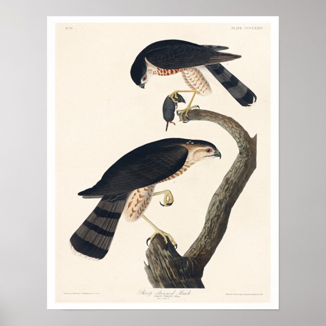 Sharp-shinned Hawk by Audubon Poster (Front)