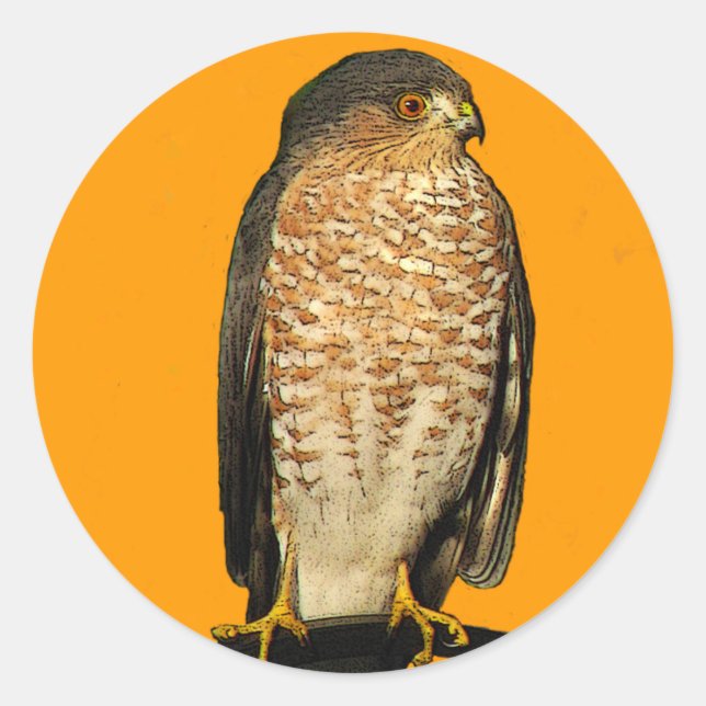 Sharp-Shinned Hawk Classic Round Sticker (Front)