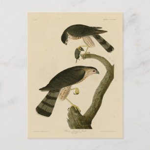 Sharp-shinned Hawk from Audubon's Birds of America Postcard
