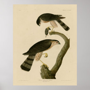 Sharp-shinned Hawk from Audubon's Birds of America Poster