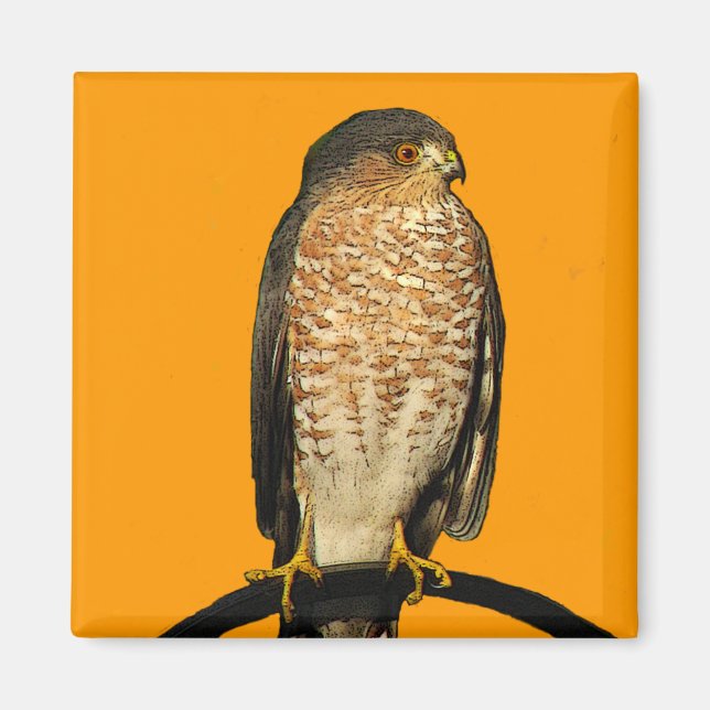 Sharp-Shinned Hawk Magnet (Front)