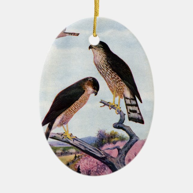 Sharp-shinned Hawks Ceramic Ornament (Front)