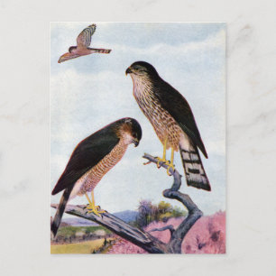 Sharp-shinned Hawks Postcard