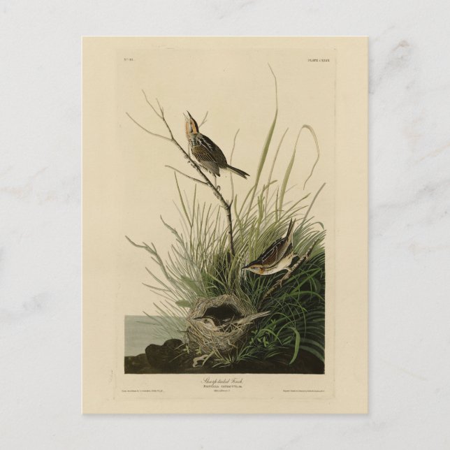 Sharp-tailed Finch from Audubon's Birds of America Postcard (Front)