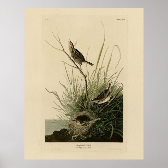 Sharp-tailed Finch from Audubon's Birds of America Poster (Front)