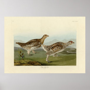 Sharp-tailed Grouse - Audubon's Birds of America Poster