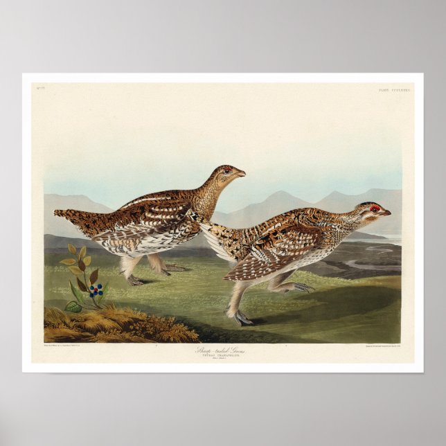 Sharp-tailed Grouse by Audubon Poster (Front)