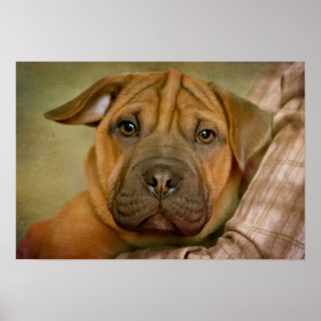 Sharpei-Beagle Puppy Poster (Front)