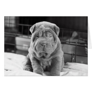 Sharpei Puppy
