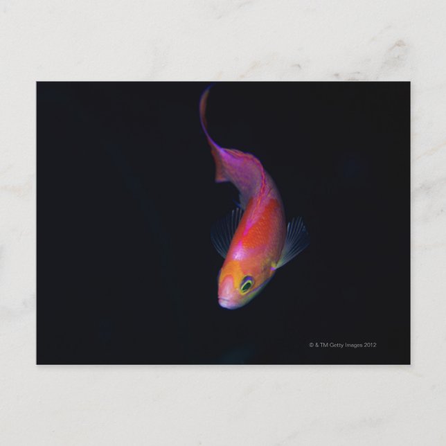 Sharpfin seabass 2 postcard (Front)