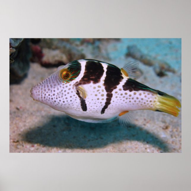 Sharpnose Puffer Poster (Front)