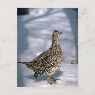 Sharptailed grouse postcard