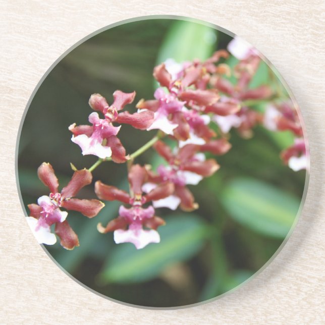 Sharry Baby Oncidium Sandstone Drink Coaster (Front)