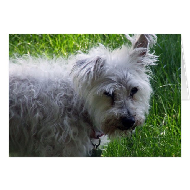 shasta (Front Horizontal)