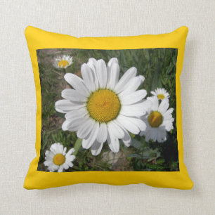 Shasta Daisies (Chrysanthemum maximum) Cushion